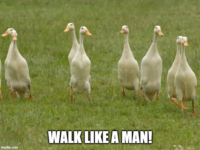 Duck Walk | WALK LIKE A MAN! | image tagged in ducks | made w/ Imgflip meme maker