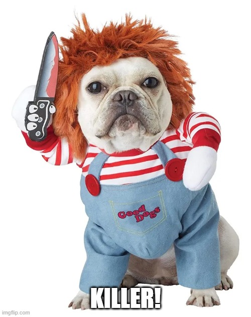 Chucky! | KILLER! | image tagged in dogs | made w/ Imgflip meme maker