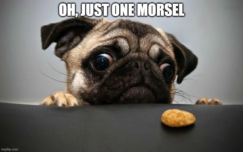 Hungry Dog | OH, JUST ONE MORSEL | image tagged in dogs | made w/ Imgflip meme maker