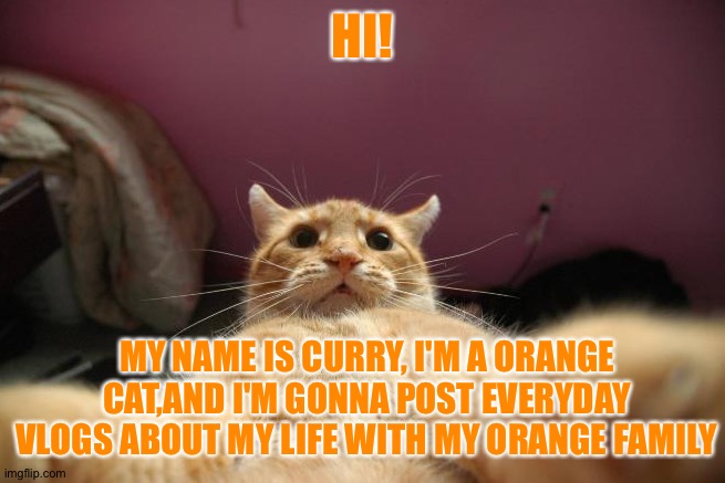 I'm gonna post another post now tc | HI! MY NAME IS CURRY, I'M A ORANGE CAT,AND I'M GONNA POST EVERYDAY VLOGS ABOUT MY LIFE WITH MY ORANGE FAMILY | image tagged in cats,imgflip,funny | made w/ Imgflip meme maker