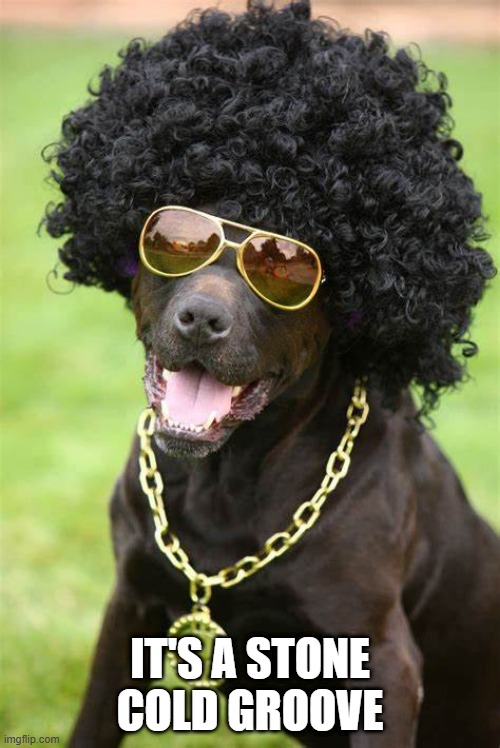 Soul Dog | IT'S A STONE COLD GROOVE | image tagged in dogs | made w/ Imgflip meme maker