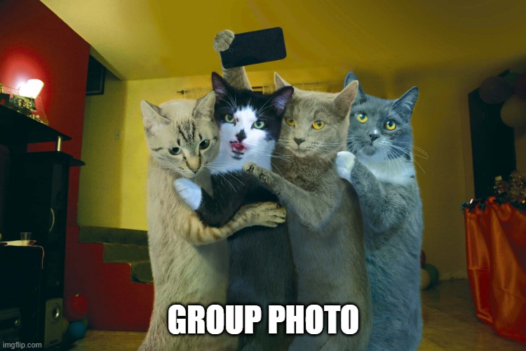 Group Photo | GROUP PHOTO | image tagged in cats | made w/ Imgflip meme maker