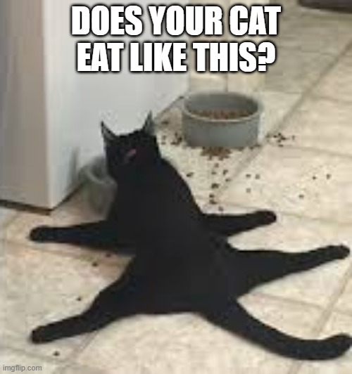 Funny Eating | DOES YOUR CAT EAT LIKE THIS? | image tagged in cats | made w/ Imgflip meme maker