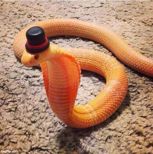 Dapper Snek | image tagged in dapper snek | made w/ Imgflip meme maker