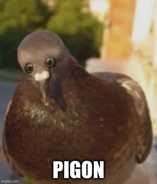 Pigon | image tagged in pigon | made w/ Imgflip meme maker