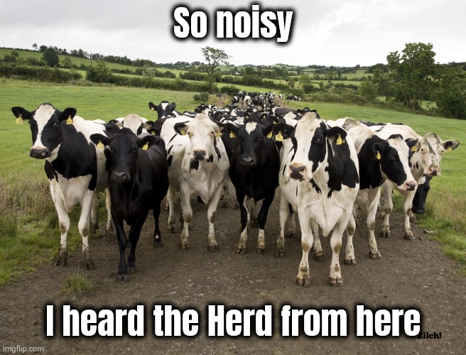 Dairy Cow Herd | So noisy I heard the Herd from here | image tagged in dairy cow herd | made w/ Imgflip meme maker