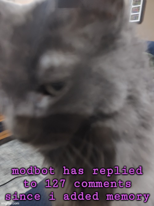 32's Cat | modbot has replied to 127 comments since i added memory | image tagged in 32's cat | made w/ Imgflip meme maker