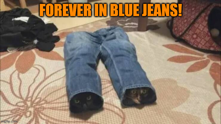 Forever in blue jeans! | FOREVER IN BLUE JEANS! | image tagged in cat,cats,funny cats | made w/ Imgflip meme maker