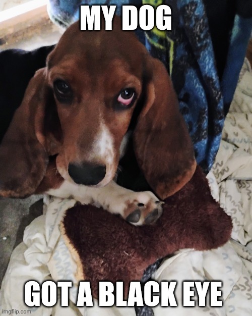 image tagged in bassett hound,dogs,funny memes | made w/ Imgflip meme maker