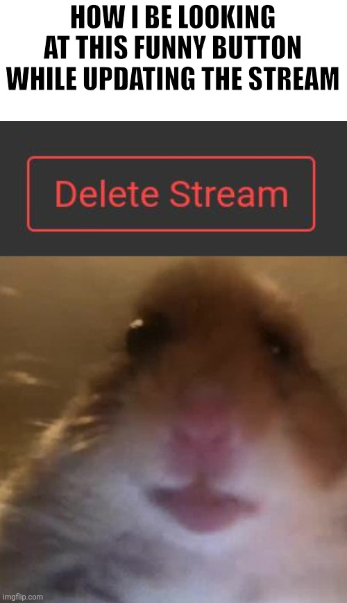 How I be looking at the two buttons | HOW I BE LOOKING AT THIS FUNNY BUTTON WHILE UPDATING THE STREAM | image tagged in delete stream,hampter | made w/ Imgflip meme maker