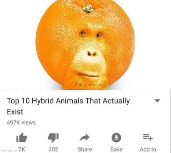 Morange | image tagged in gifs,memes,funny,shitpost,youtube,msmg | made w/ Imgflip meme maker