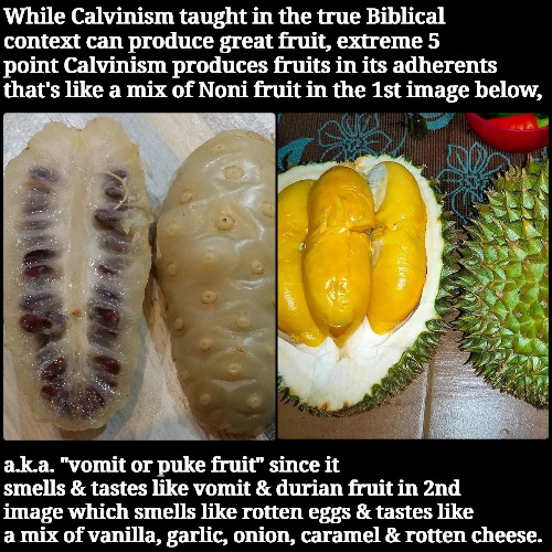 Bad Theology Equals Bad Fruit | While Calvinism taught in the true Biblical context can produce great fruit, extreme 5 point Calvinism produces fruits in its adherents that's like a mix of Noni fruit in the 1st image below, a.k.a. "vomit or puke fruit" since it smells & tastes like vomit & durian fruit in 2nd image which smells like rotten eggs & tastes like a mix of vanilla, garlic, onion, caramel & rotten cheese. | image tagged in calvinism,arminian,molinism,bad fruit,ai puppet marionetee corpse theology,legalistic gnostic totalitarian lie | made w/ Imgflip meme maker