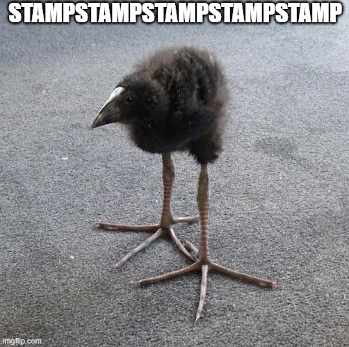 StampStampStampStampStamp Meme | STAMPSTAMPSTAMPSTAMPSTAMP | image tagged in pukeko | made w/ Imgflip meme maker