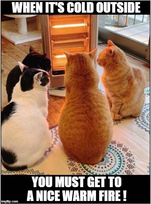 Some Good Advice ! | WHEN IT'S COLD OUTSIDE; YOU MUST GET TO A NICE WARM FIRE ! | image tagged in cats,cold weather,warm fire | made w/ Imgflip meme maker