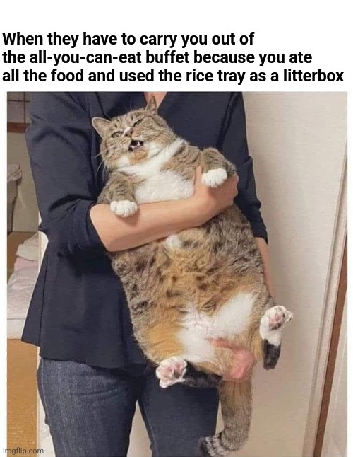 Buffet Baddie | When they have to carry you out of the all-you-can-eat buffet because you ate all the food and used the rice tray as a litterbox | image tagged in fat cat,buffet,badass,cat memes | made w/ Imgflip meme maker