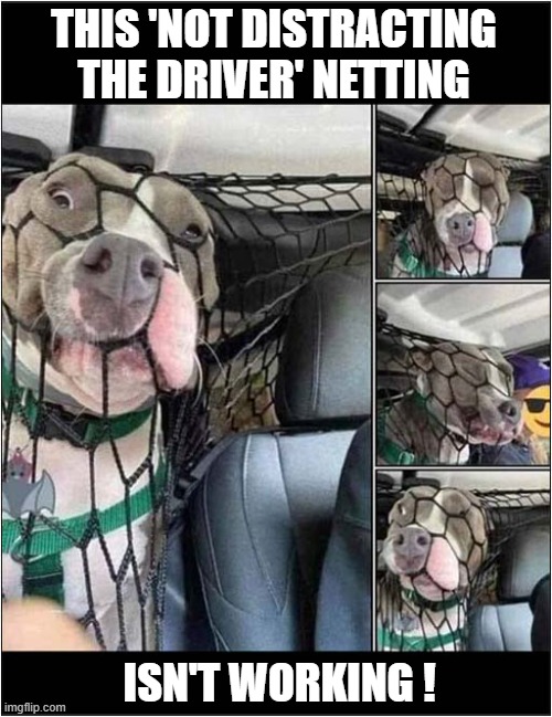 Just Look At That Face ! | THIS 'NOT DISTRACTING THE DRIVER' NETTING; ISN'T WORKING ! | image tagged in dogs,driving,distraction,fail | made w/ Imgflip meme maker