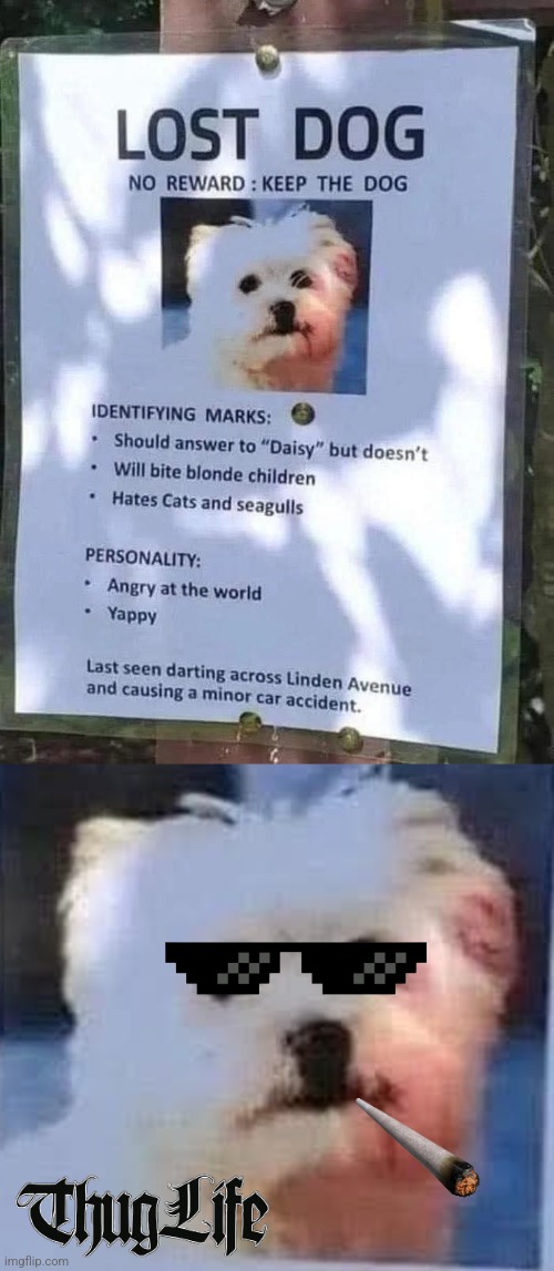 She's Crazy D now. | image tagged in funny dogs,gone,gangsta,funny signs,dogs | made w/ Imgflip meme maker