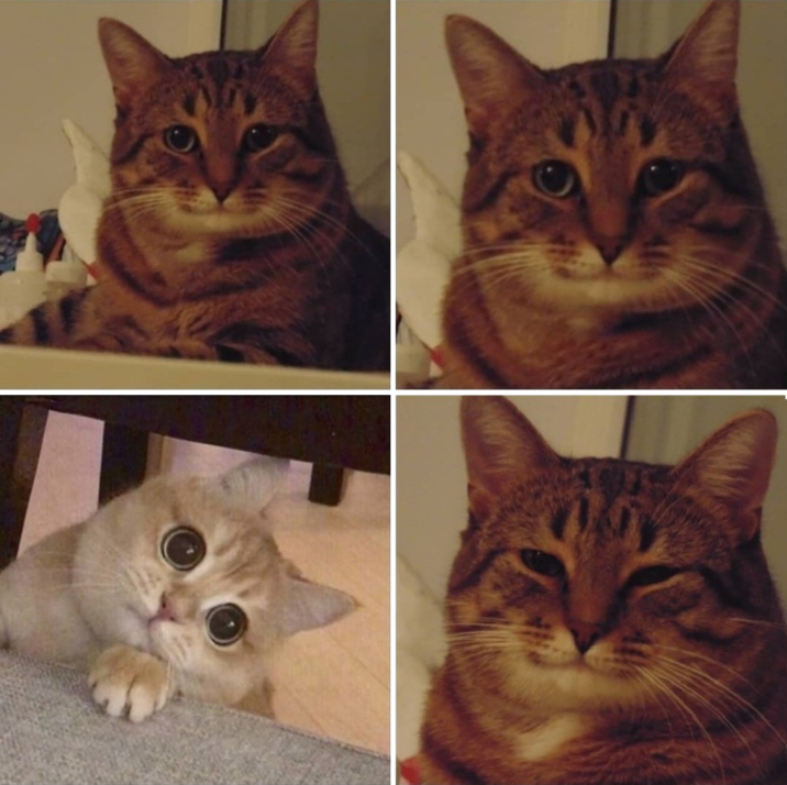 High Quality Understanding Cat Blank Meme Template