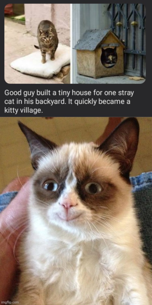 Kitty village | image tagged in memes,grumpy cat happy,kitty,cats,cat,backyard | made w/ Imgflip meme maker