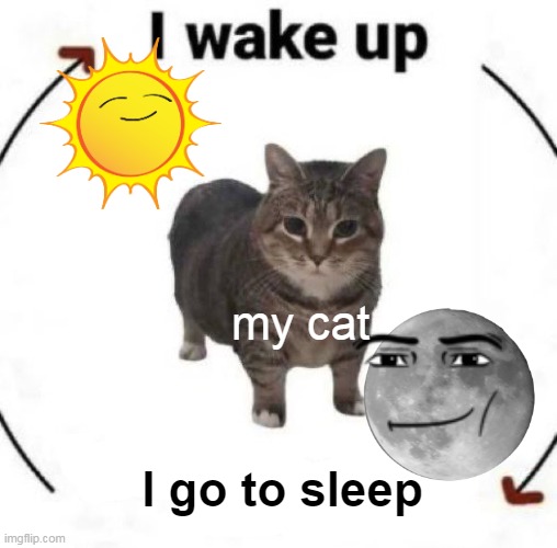 i wake up cat | my cat; I go to sleep | image tagged in i wake up cat | made w/ Imgflip meme maker