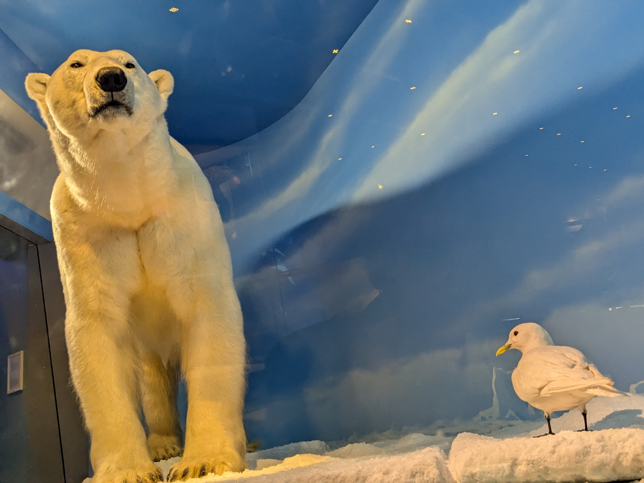 Polar bear and bird Blank Meme Template