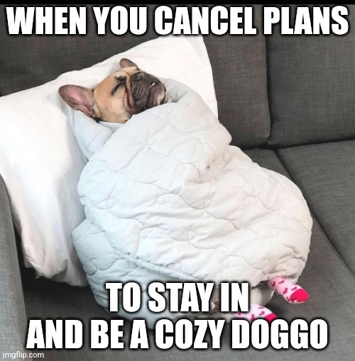 dog | WHEN YOU CANCEL PLANS; TO STAY IN AND BE A COZY DOGGO | image tagged in dog in blanket | made w/ Imgflip meme maker