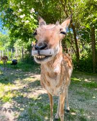 Deer smiling Blank Meme Template