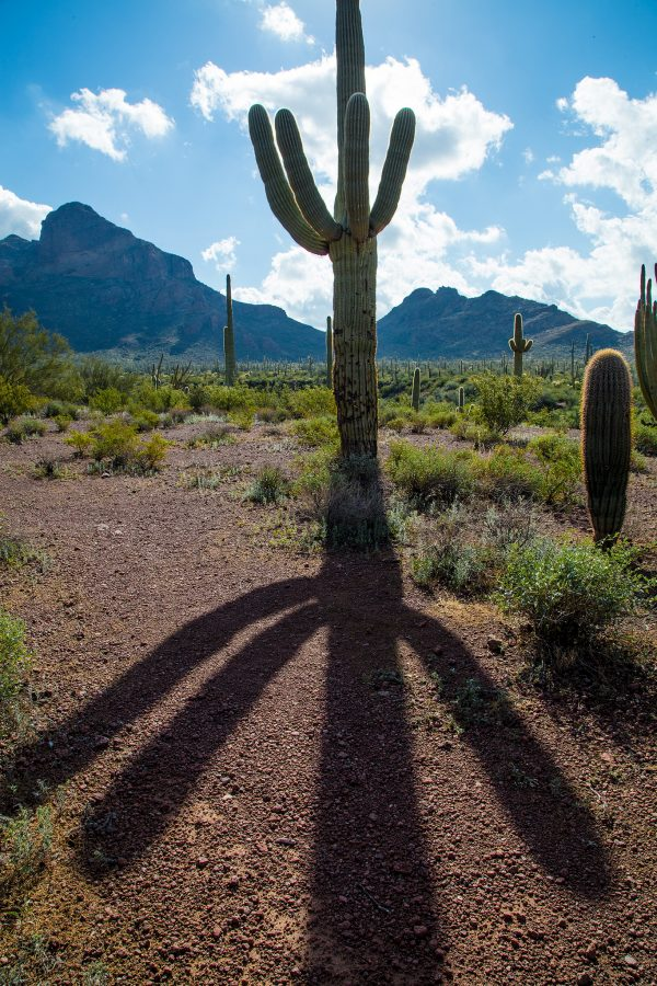 High Quality cactus shadow Blank Meme Template