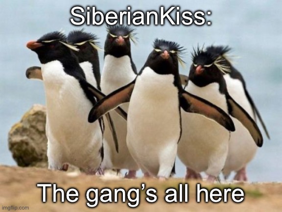 Penguin Gang Meme | SiberianKiss: The gang’s all here | image tagged in memes,penguin gang | made w/ Imgflip meme maker