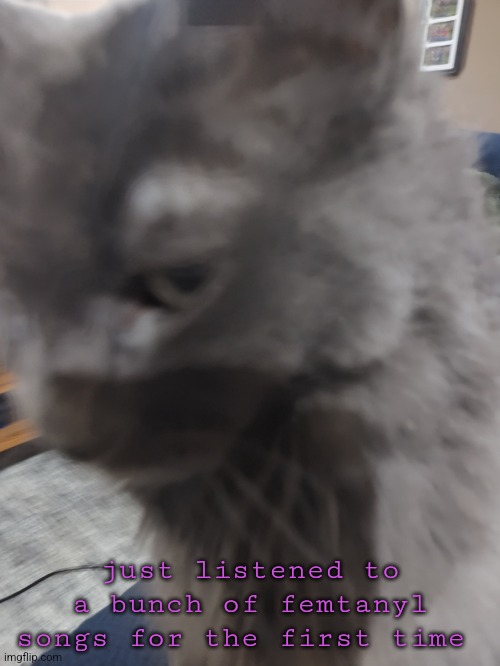 32's Cat | just listened to a bunch of femtanyl songs for the first time | image tagged in 32's cat | made w/ Imgflip meme maker