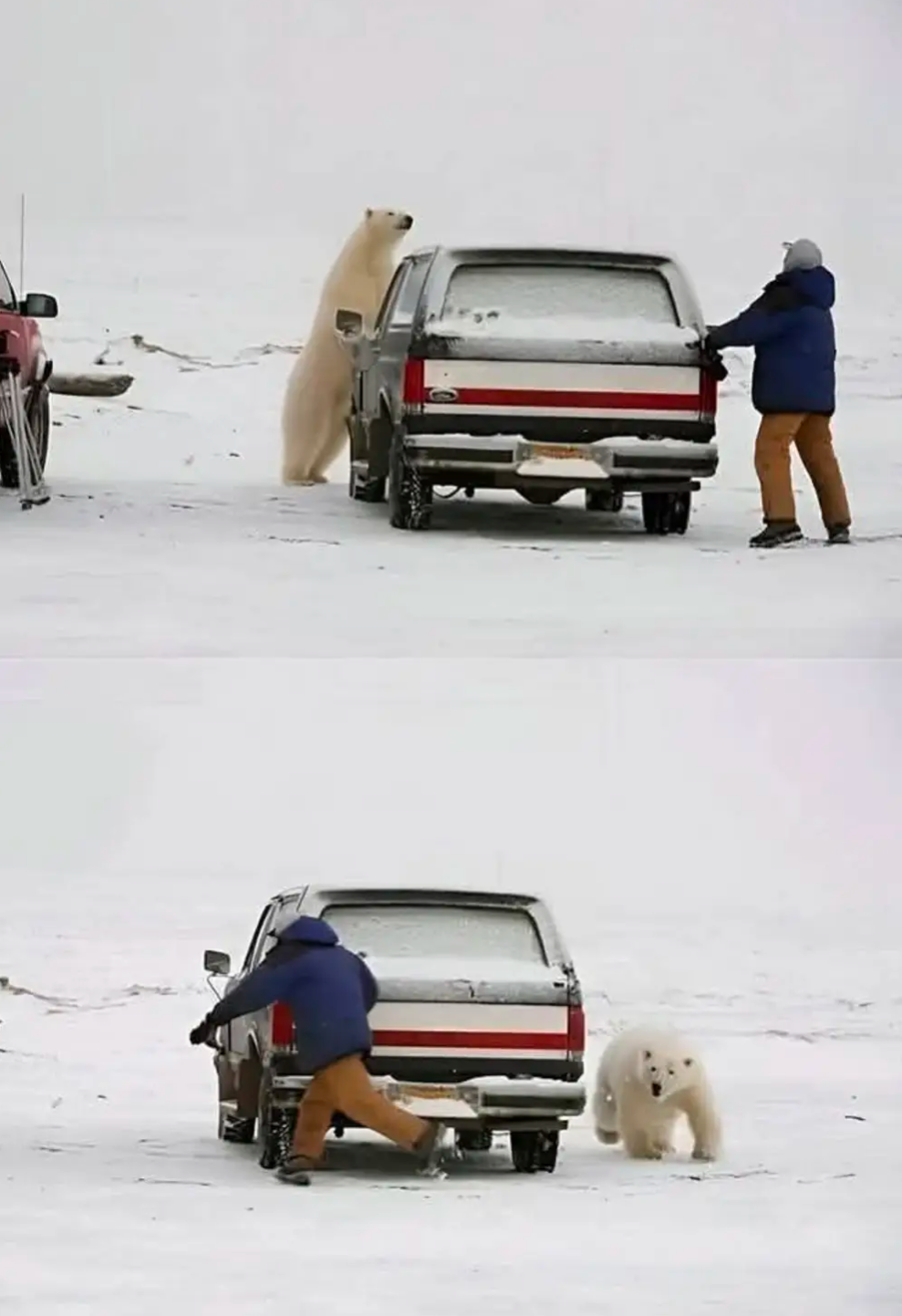 Polar bear encounter Blank Meme Template