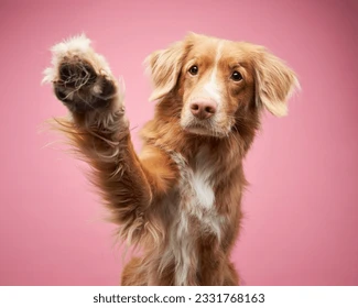 Doggy High Five Blank Meme Template