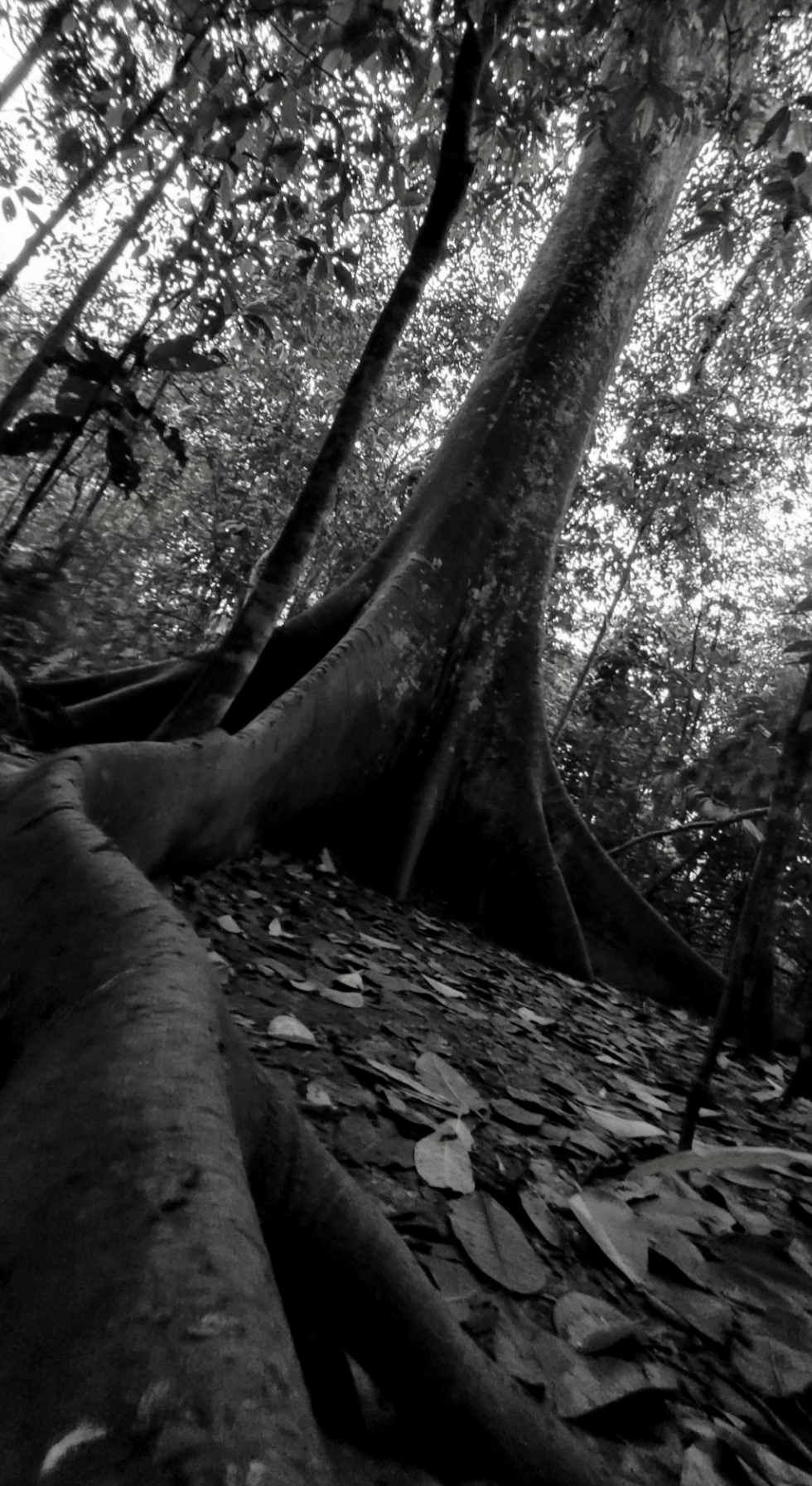 Roots. Blank Meme Template