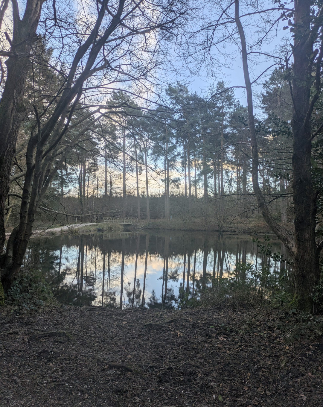 Symmetry in Nature. Blank Meme Template