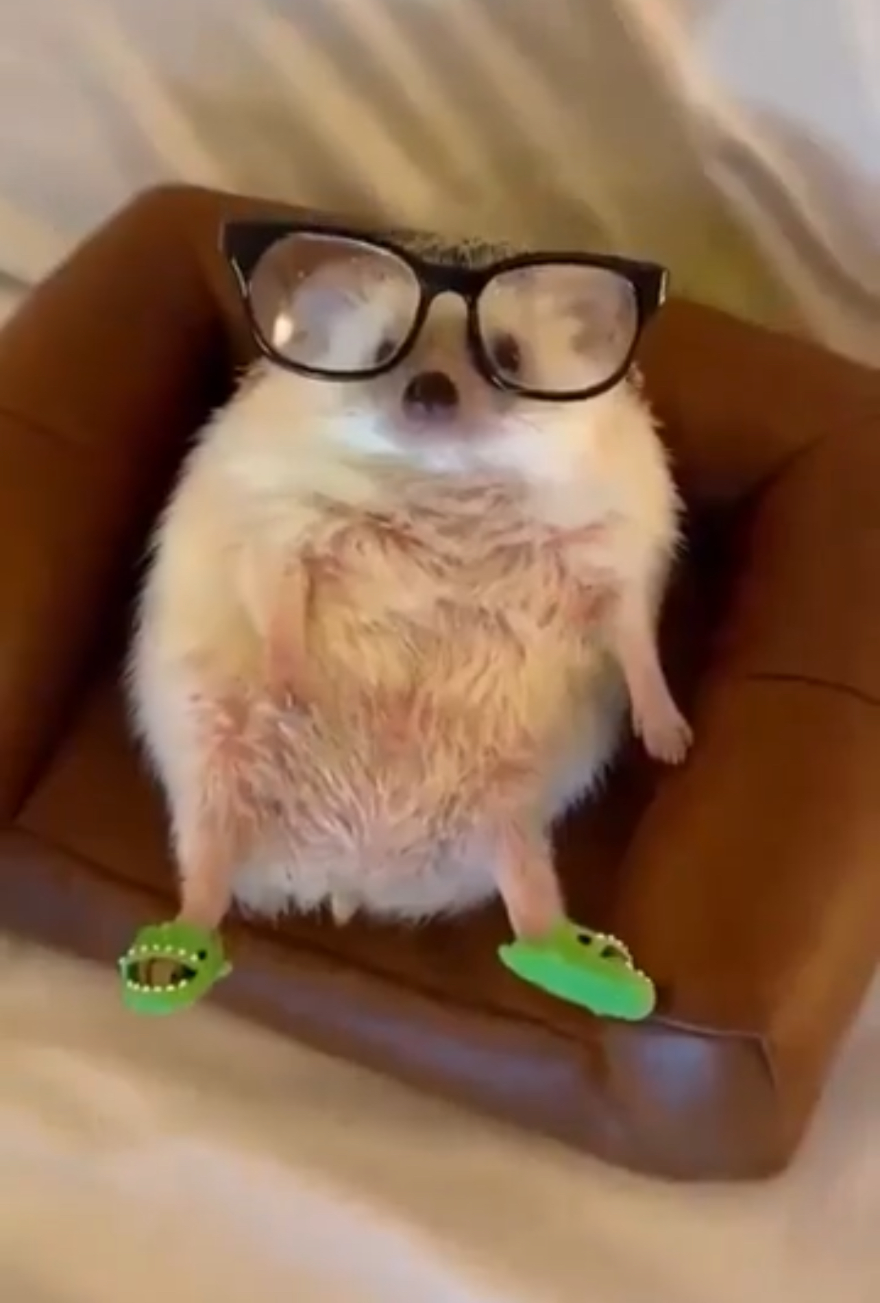 High Quality erm ackshually Hedgehog Blank Meme Template