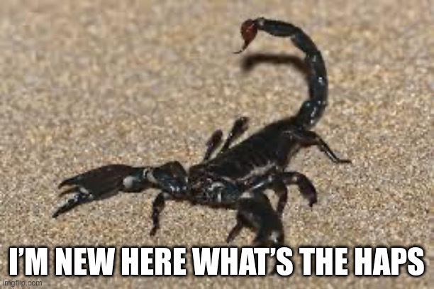 Scorpions | I’M NEW HERE WHAT’S THE HAPS | image tagged in scorpions | made w/ Imgflip meme maker
