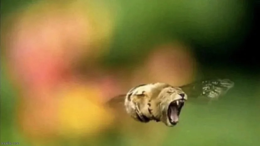 Bee Lion | image tagged in bee lion | made w/ Imgflip meme maker