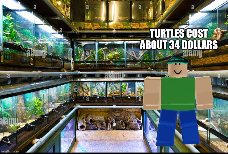 Mendelevian reptiles look on inside | TURTLES COST ABOUT 34 DOLLARS | image tagged in mendelevian reptiles | made w/ Imgflip meme maker