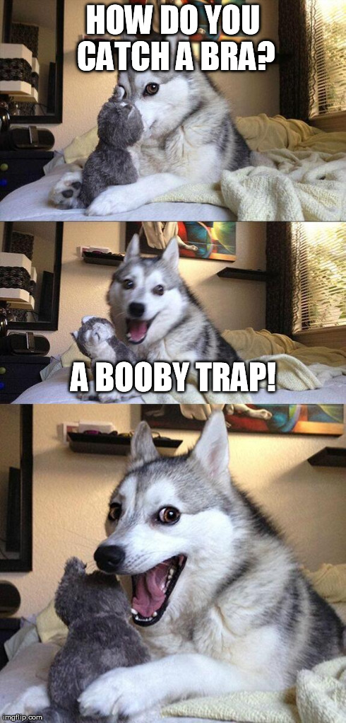 Bad Pun Dog Meme | HOW DO YOU CATCH A BRA? A BOOBY TRAP! | image tagged in memes,bad pun dog,booby trap,booby,trap | made w/ Imgflip meme maker