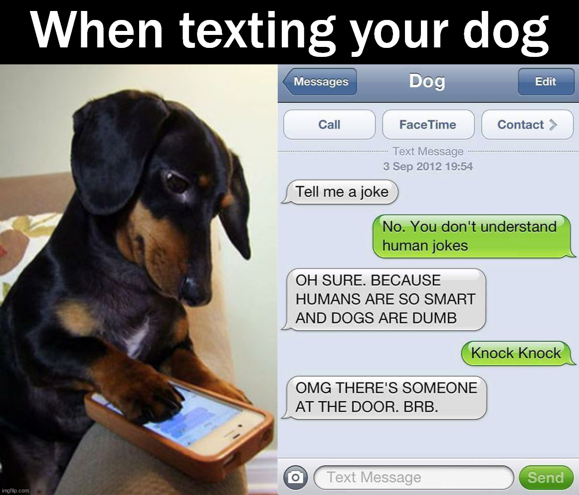 Texting your dog | When texting your dog | image tagged in dogs | made w/ Imgflip meme maker