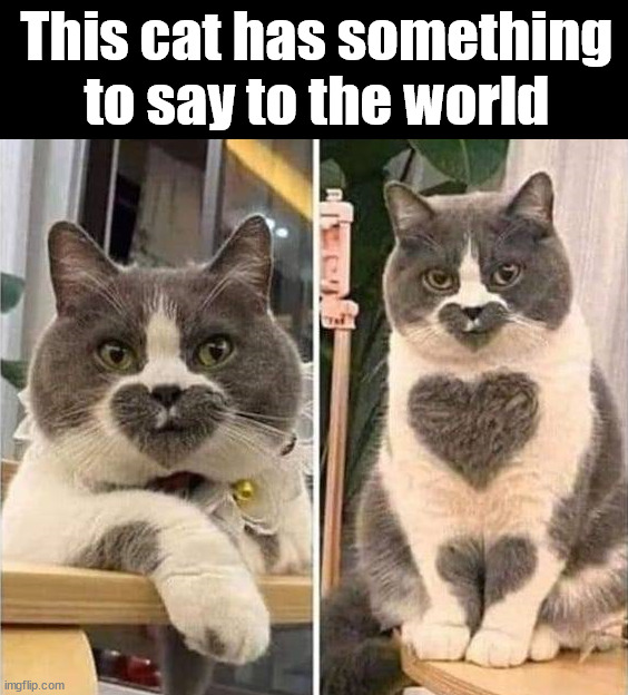 Love this cat | This cat has something to say to the world | image tagged in cats | made w/ Imgflip meme maker