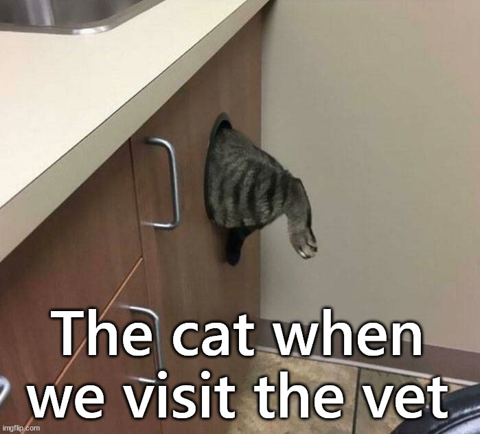 I want to do the same thing | The cat when we visit the vet | image tagged in cats | made w/ Imgflip meme maker