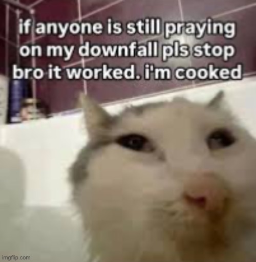 Downfall of Cat | image tagged in memes,funny,cats | made w/ Imgflip meme maker