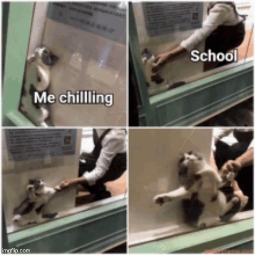 Oh no, school | image tagged in memes,funny,cats | made w/ Imgflip meme maker