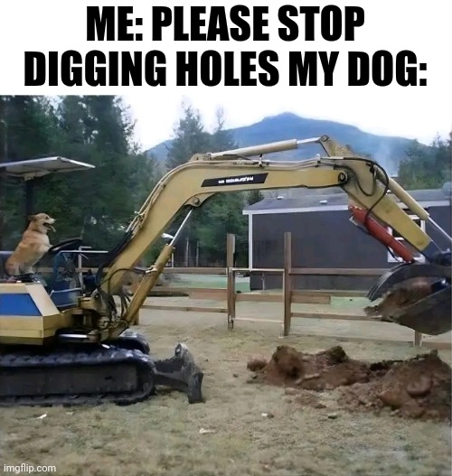 Me: Please Stop Digging Holes My Dog: | ME: PLEASE STOP DIGGING HOLES MY DOG: | image tagged in chris joines | made w/ Imgflip meme maker