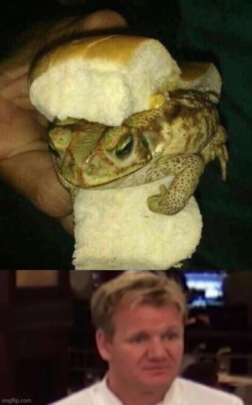 Toad Samwich | image tagged in disgusted gordon ramsay,cursed image,memes,sandwich,sandwiches,toad | made w/ Imgflip meme maker