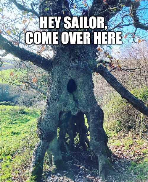 she tree | HEY SAILOR, COME OVER HERE | image tagged in tree | made w/ Imgflip meme maker