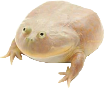 Wednesday Frog Blank Meme Template