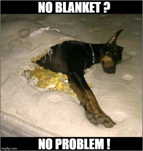 Dobermann Destruction ! | NO BLANKET ? NO PROBLEM ! | image tagged in dogs,dobermann,bed,destruction | made w/ Imgflip meme maker