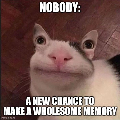 Another wholesome meme | NOBODY:; A NEW CHANCE TO MAKE A WHOLESOME MEMORY | image tagged in derp cat,jpfan102504,relatable,wholesome,funny,humor | made w/ Imgflip meme maker